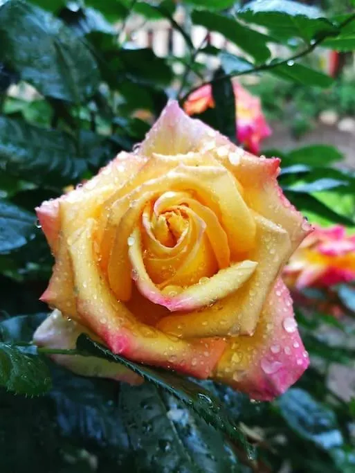 Appartamento Rustico Con Giardino E Parcheggio Gratuito Imperia 0*,  Italy