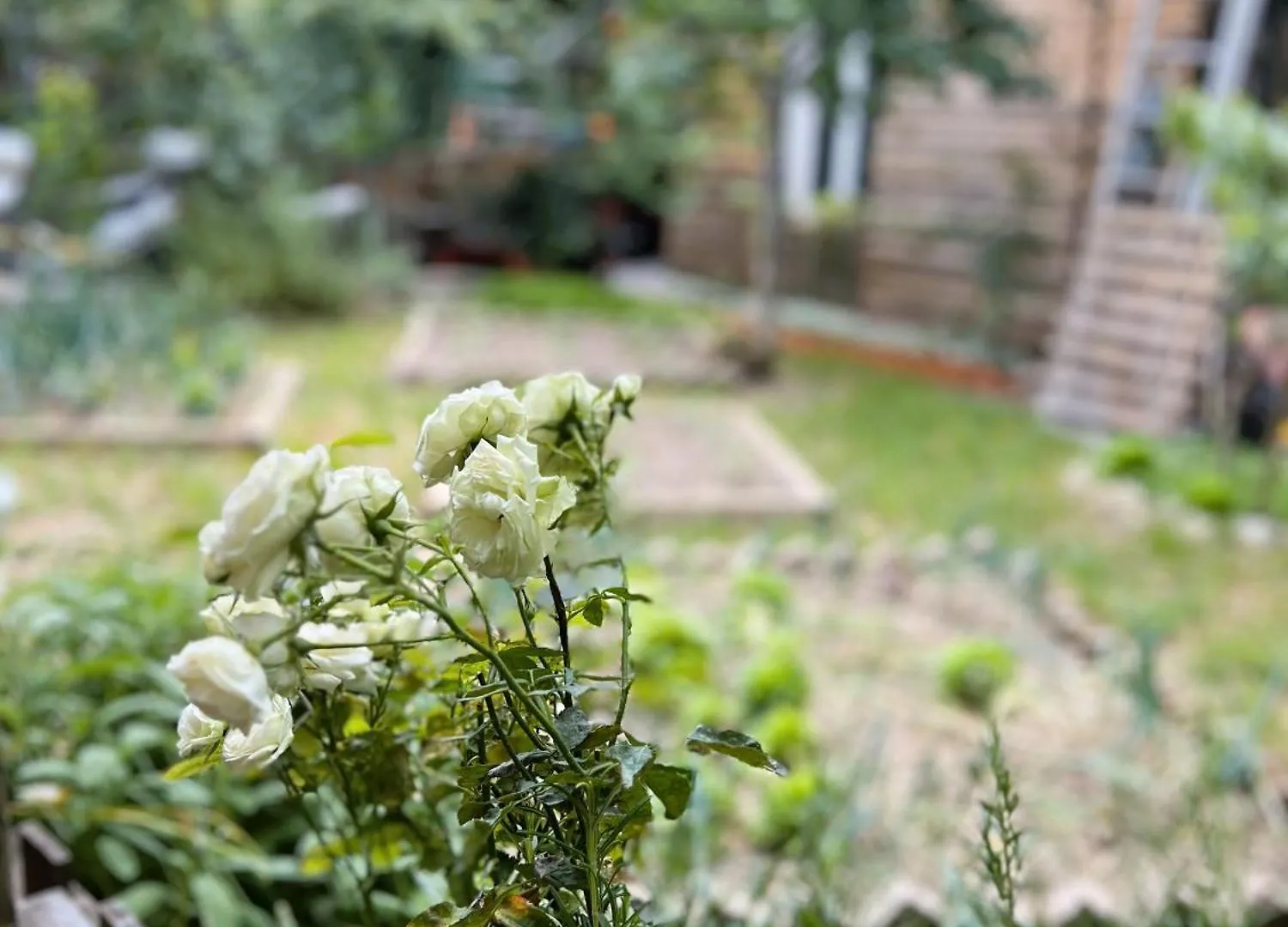 Appartamento Rustico Con Giardino E Parcheggio Gratuito Imperia Apartment